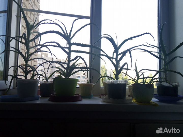 Алоэ трёхлетний