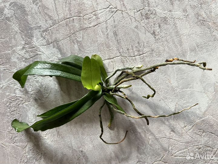 Орхидея Aerangis mystacidii