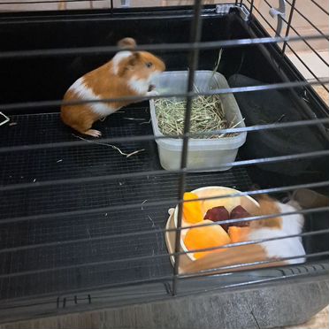 Морская свинка с клеткой