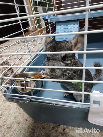 Домашние животные грызуны