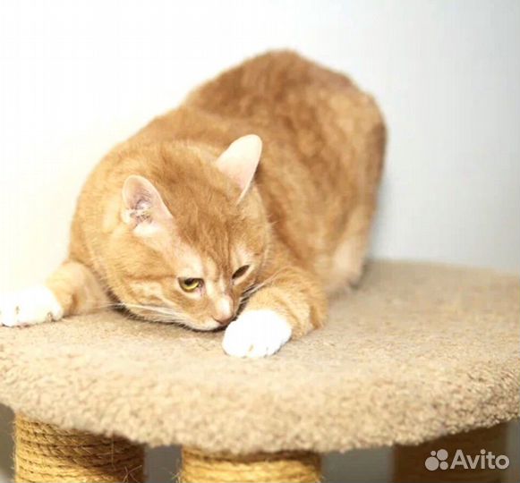 Котик