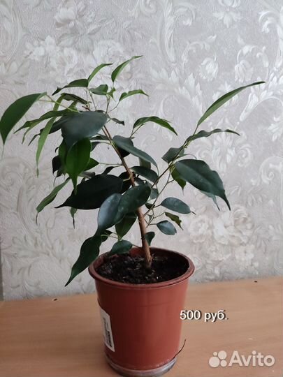 Комнатные растения