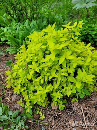 Декоративные деревья и кустарники для сада