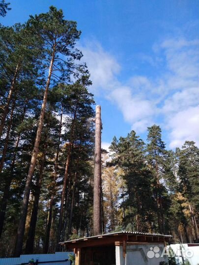 Спил деревьев, веток, чистка дерева, кронирование