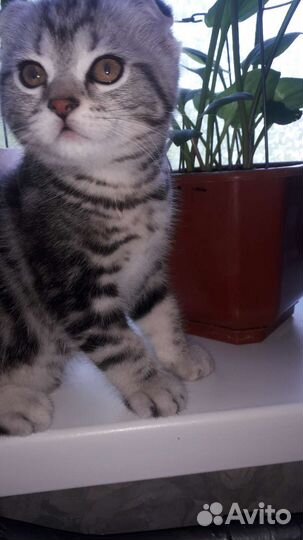 Шотландский вислоухий