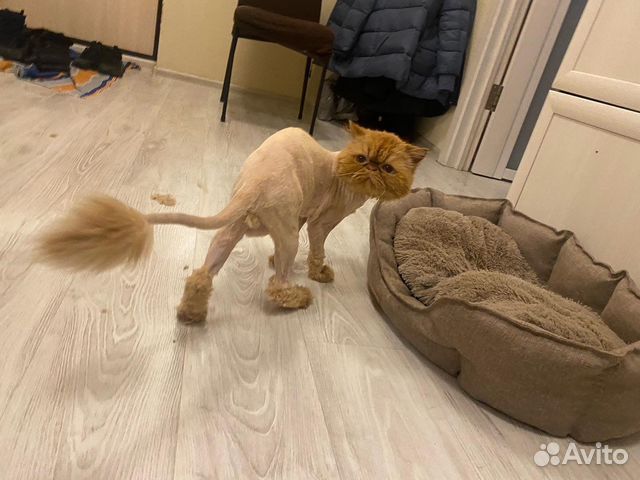 Стрижка животных