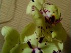 Орхидея Альбуфейра