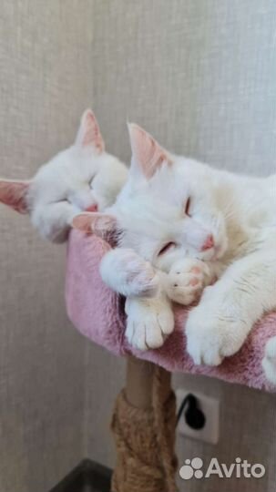 Кошка в дар