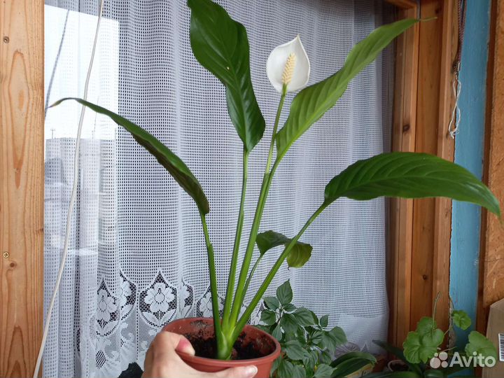 Спатифиллум