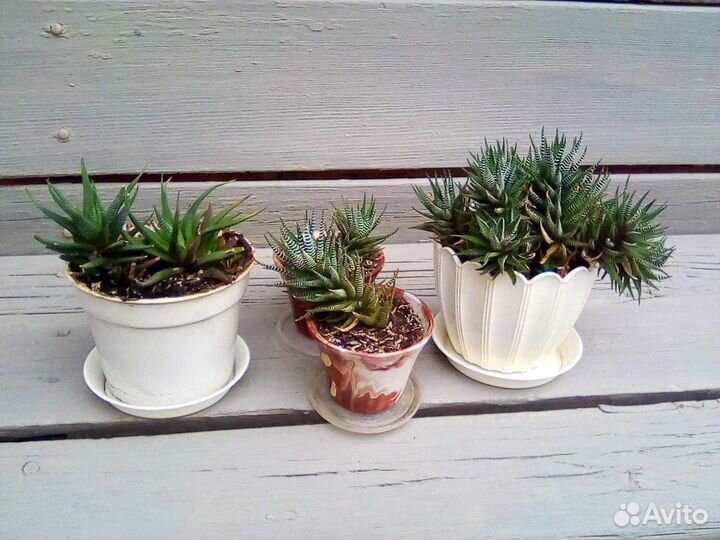 Комнатные растения