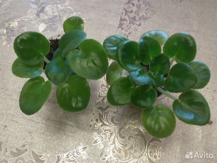 Фиалка махровая