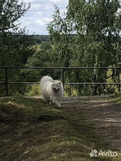 Самоед вязка