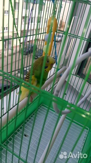 Клетка для попугая