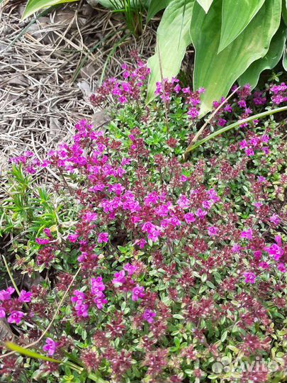 Чабрец. Тимьян. Зверобой