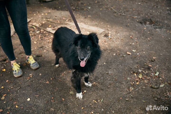 Жук ищет дом