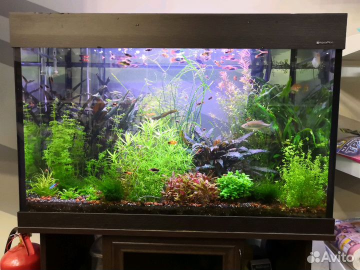 Чистка, обслуживание и оформление аквариумов