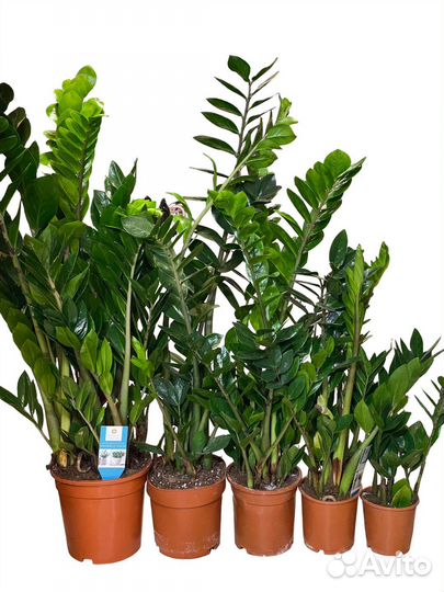 Замиокулькас большие и маленькие