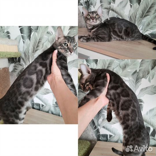 Котик угольная сепия