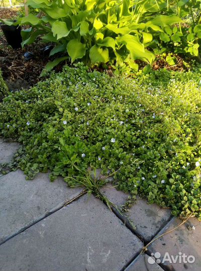 Почвопокровные растения