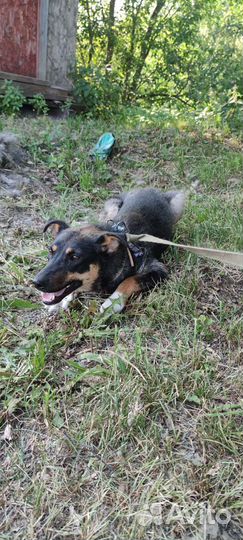 Трусишка Доротея (возраст 1 год)