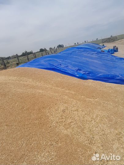 Пшеница 3 класс буденновский район п. Терский