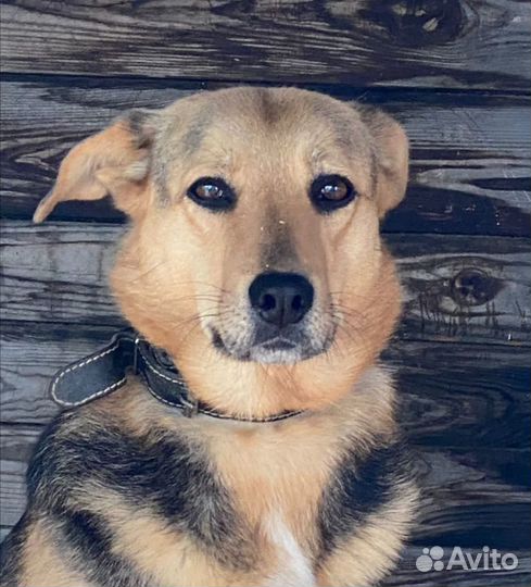 Собака в добрые руки, Шелли