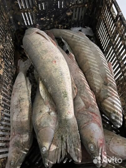 Рыба оптом
