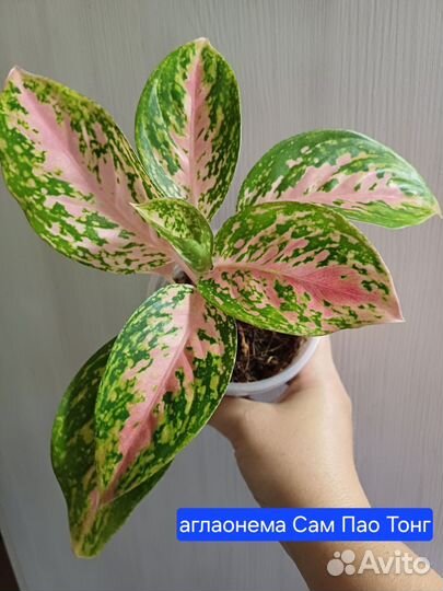 Сортовые аглаонемы