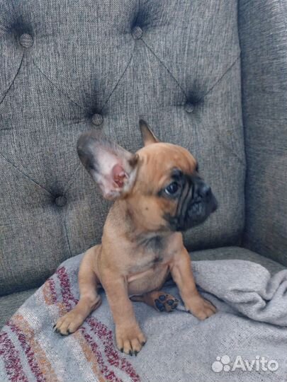Щенки франзуского бульдога