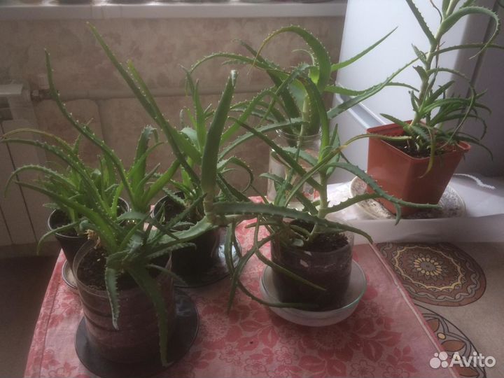 Алоэ древовидное лечебное