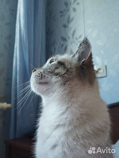 Тайская кошечка