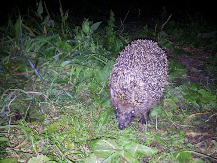 Дом 38 м² на участке 50 сот.