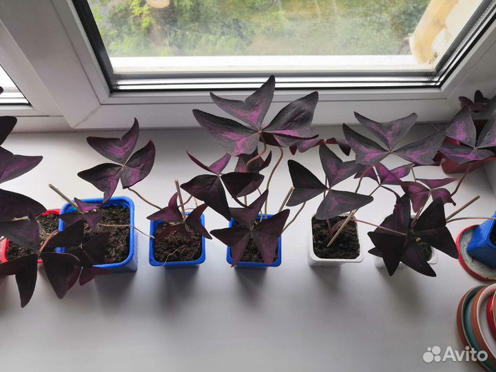 Комнатные цветы Кислица