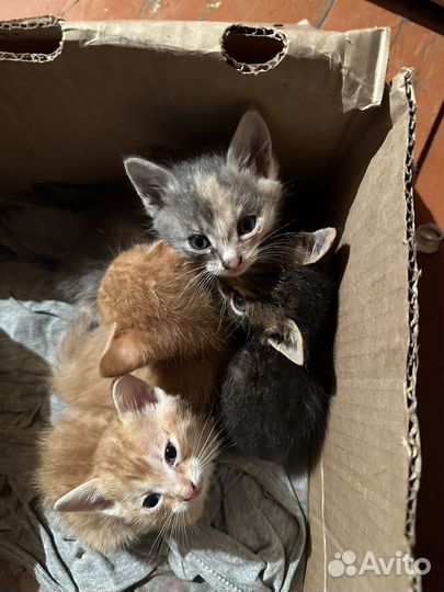 Котята в добрые руки