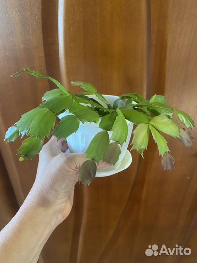 Декабрист (шлюмбергера)