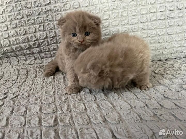 Шотландские котята