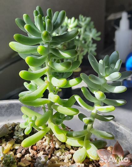 Суккуленты