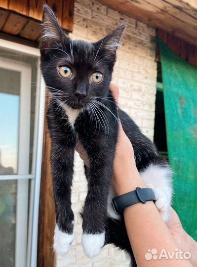 Смышлёный котик в добрые руки