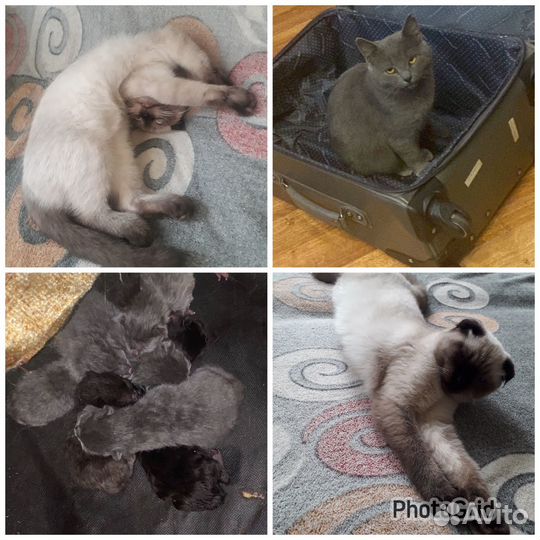 Котята британцы