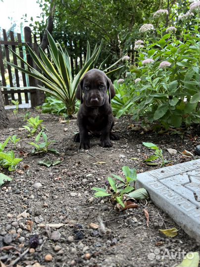 Щенки курцхаара