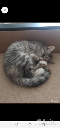 Кошка в дар