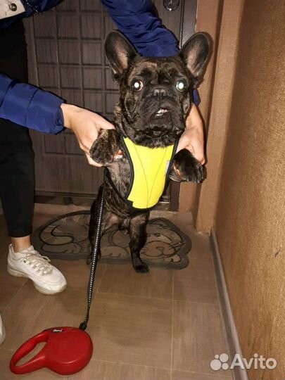 Шлейка для кошек и собак