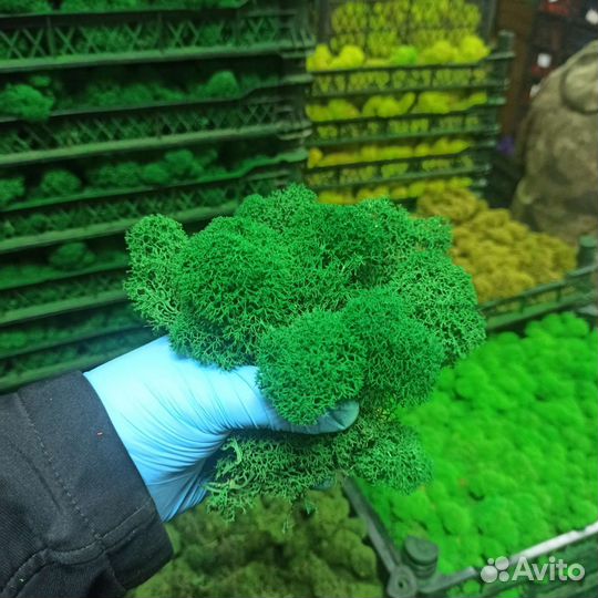 Стабилизированный мох розница опт