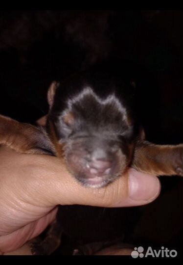 Йоркширский терьер щенки