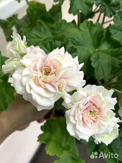 Пеларгония. Список