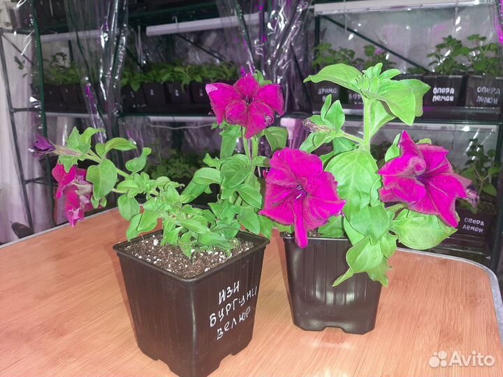 Петуния каскадная Опера Суприм Лемон укор. черенки