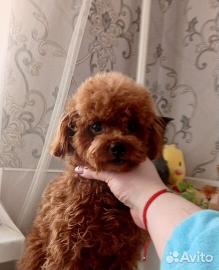 Тедди пудель импорт Китай