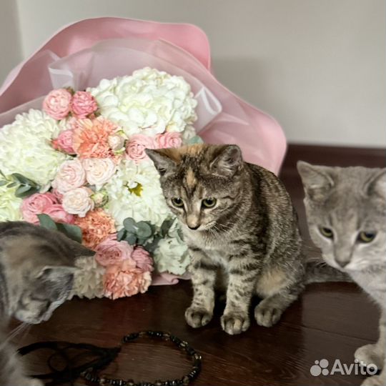 Котята