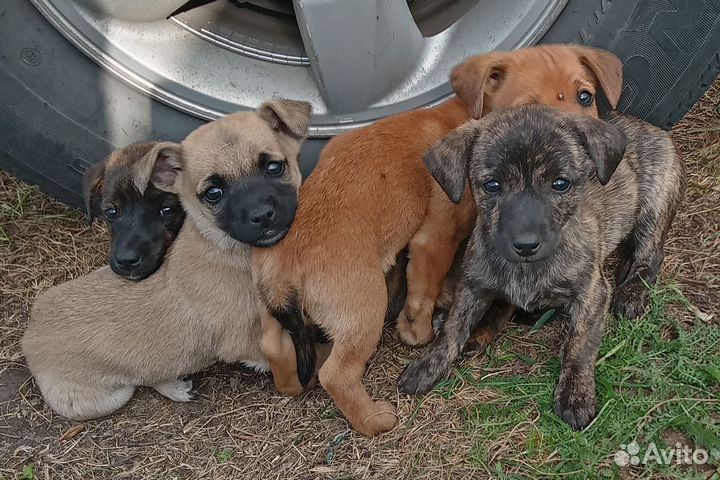 Отдам щенков в добрые руки бесплатно