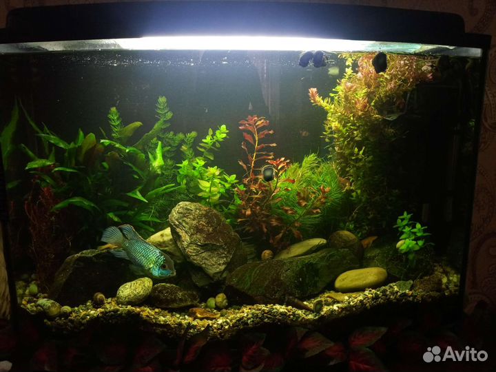 Аквариум